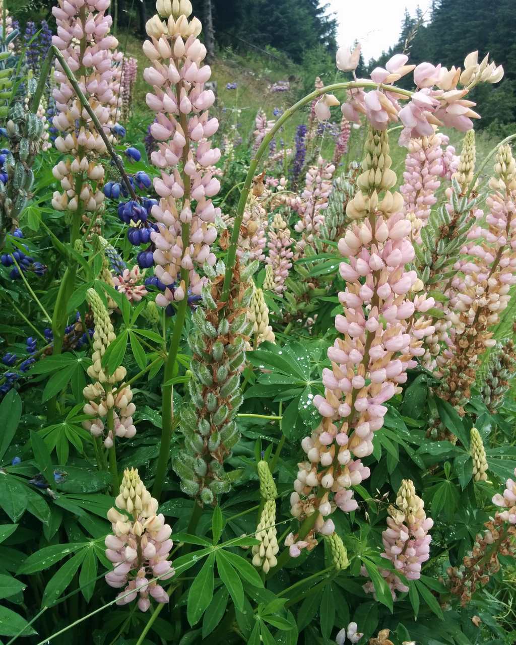 Lupinus polyphyllus / Lupino a foglie numerose